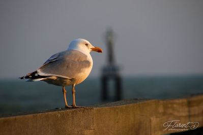 Plage normande