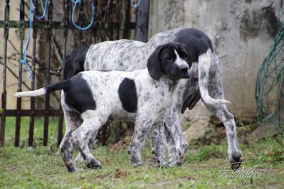 Chiot Braque d'Auvergne