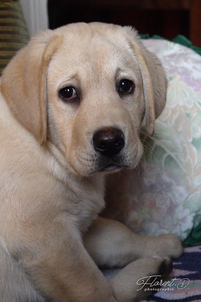 Chiot labrador