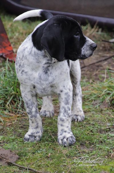 Chiot Braque d'Auvergne